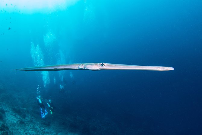Fun Dive Nusa Penida Bali - For Certified Divers - Price and Value: $278.28 for 3 Sessions