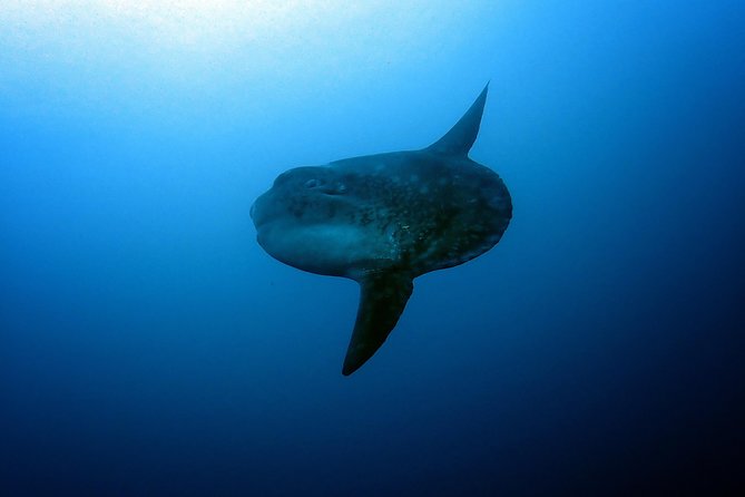 Fun Dive Nusa Penida Bali - For Certified Divers - Who Should Book This Trip—and Who Should Skip
