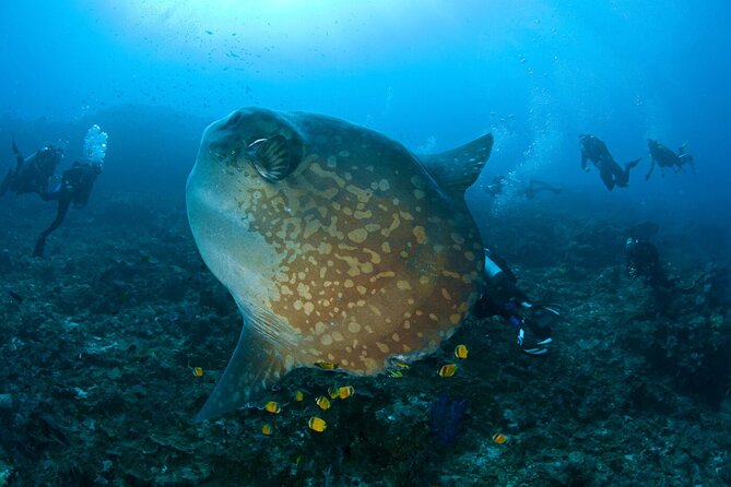 Fun Dive Nusa Penida Bali - For Certified Divers - Morning Pickup and Fast Boat Timing (6:30–7:00 Start)