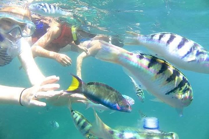 Gate Heaven Tirta Gangga With Snorkeling Private Guided Tour - Blue Lagoon and Tanjung Jepun snorkeling: fish, coral, and turtle odds