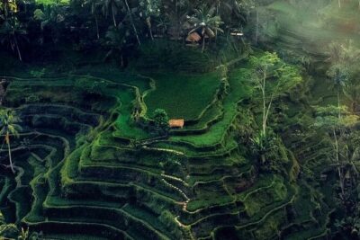 Half Day Private Tour in Ubud - Monkey Forest Sanctuary: macaques, temples, and behavior basics
