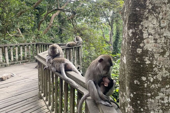 Half Day Private Tour in Ubud - Price and value: $57 for three admissions plus private transport