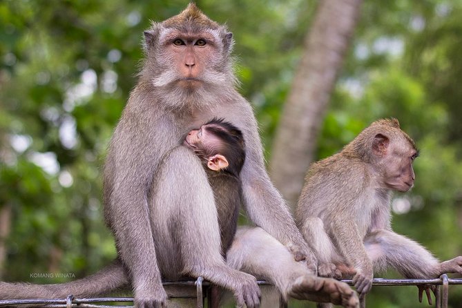 Half Day Ubud Tour: Ubud Unique Spots - A tightly timed afternoon in Ubud: monkey forest, market, herons