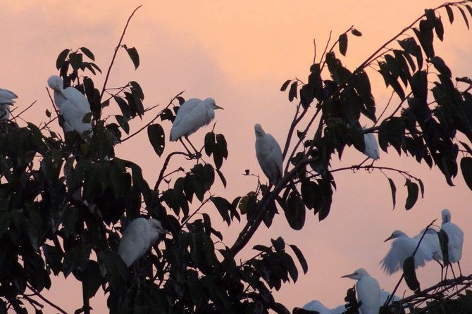 Half Day Ubud Tour: Ubud Unique Spots - Petulu Village at 5:30pm: watching white herons come home