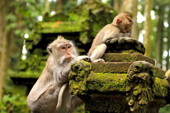 Half Day Ubud Tour: Ubud Unique Spots - What you’ll realistically do at each stage