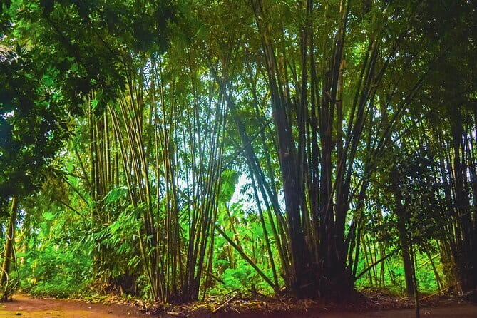 Highlight of Bali Tour - OKA Agriculture Bali Coffee Walk: Tastings, Herbs, and Luwak Talk