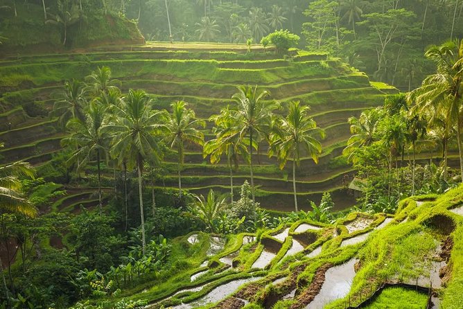 Hire Private Bali Driver - Why a Private Driver Makes Ubud (and Beyond) Feel Easy