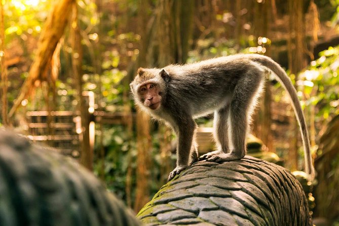Hire Private Bali Driver - What the Driver Actually Does During Your Day