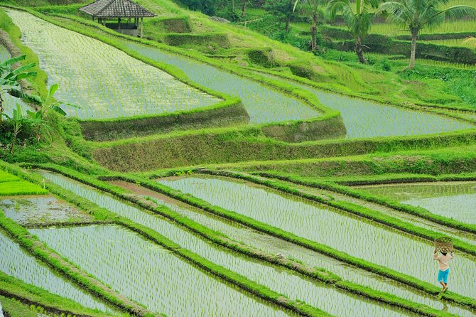 Jatiluwih Batukaru Mountain Nature's Best Tour - The ride, the timing, and why 8 hours can feel longer