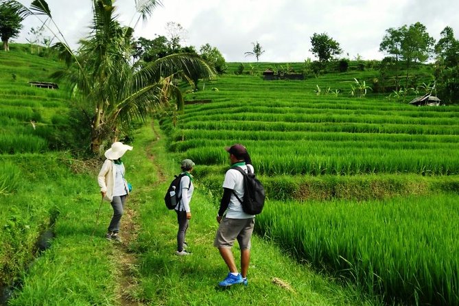 Jatiluwih full day e-bike cycling with lunch & trekking program - Lunch at Green Cafe: A Real Break in the Fields