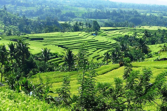 Jatiluwih in detail (1 h. e-bike tour in the rice terraces) - Who should book this e-bike tour