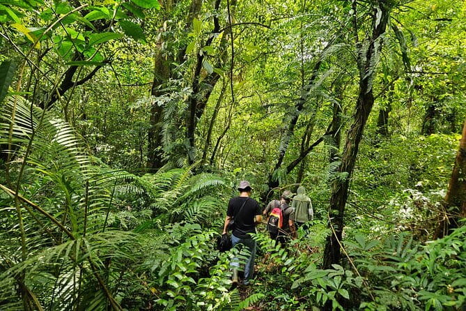 Jungle Trekking at Mt. Batukaru, scenic Waterfall & village life - Pura Luhur Batukaru: temple calm before the jungle
