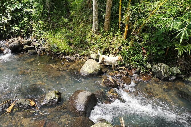 Jungle Trekking at Mt. Batukaru, scenic Waterfall & village life - Balikaru village life: a real community stop, not just lunch