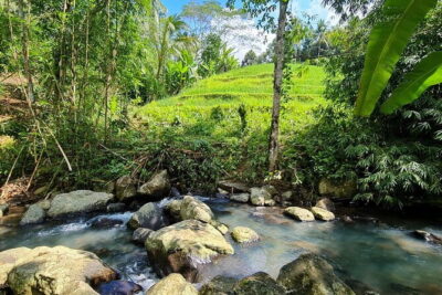 Jungle Trekking at Mt. Batukaru, scenic Waterfall & village life - Rainforest trekking with a ranger: birds, monkey calls, survival basics