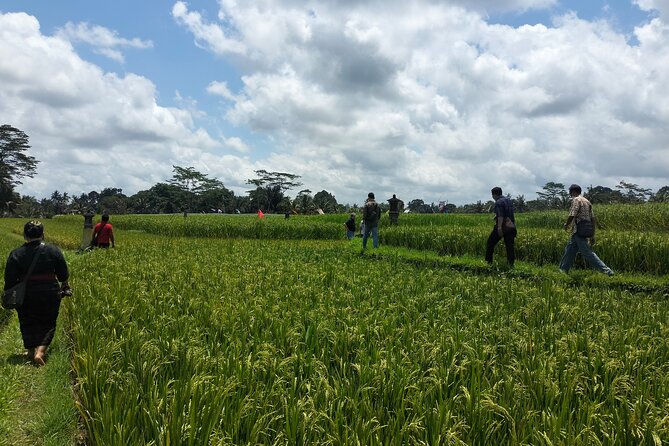 Keliki Village Tour And Rice Field Walk Including Lunch Or Dinner - Key highlights you’ll actually feel on this walk