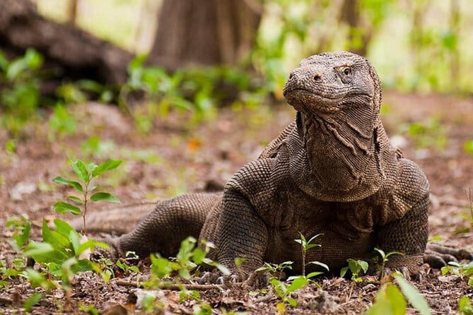 Komodo Island Adventure from Bali (Day Trip) - Key things to know before you go