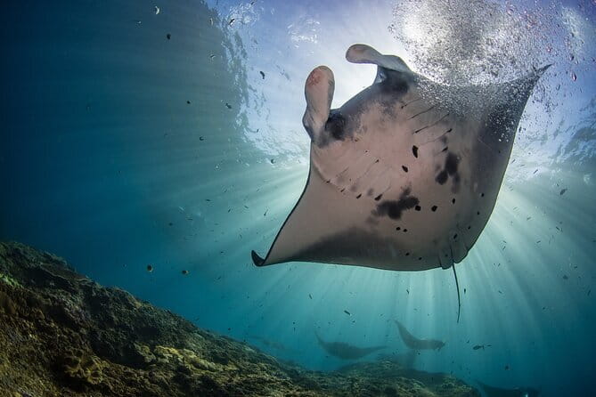 Lembongan Snorkeling at Manta Bay, Crystal Bay and Mangrove - Key things to know before you go