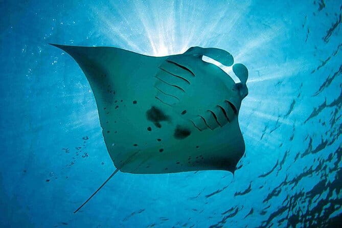 Lembongan Snorkeling at Manta Bay, Crystal Bay and Mangrove - The 8:00 am start, 3-hour timing, and why it stays easy