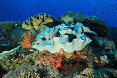 Lembongan Snorkeling at Manta Bay, Crystal Bay and Mangrove - Mangrove Point in Nusa Lembongan for a calmer, different vibe