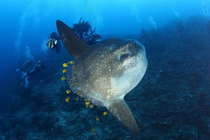 Lembongan Snorkeling at Manta Bay, Crystal Bay and Mangrove - What’s included (and why it matters): gear, towels, and GoPro souvenirs