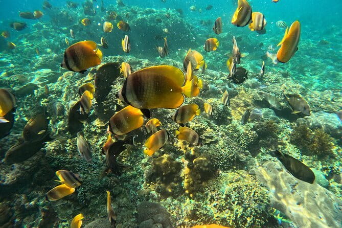 Lembongan Snorkeling at Manta Bay, Crystal Bay and Mangrove - Safety and comfort: life jacket + guidance beats guesswork
