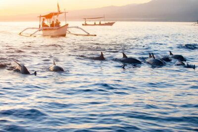Lovina Sunrise Dolphin & Waterfall Tour - Pickup from Ubud and how private touring changes your day