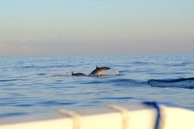 Lovina Sunrise Dolphin with option snorkeling and waterfall - Stop 1 at Lovina: sunrise dolphin watching (around 3 hours)