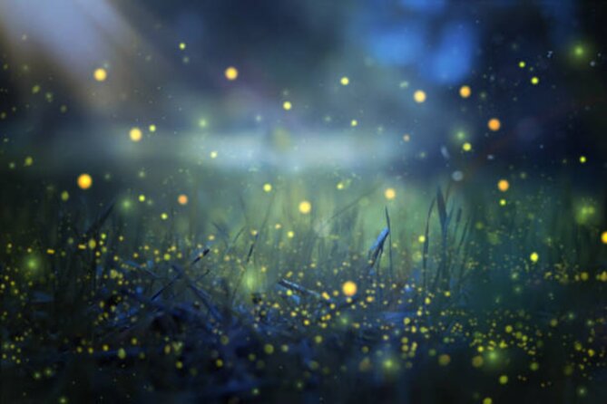 Magical Village Tour & Private Dinner with Fireflies in Bali - Key highlights you’ll care about