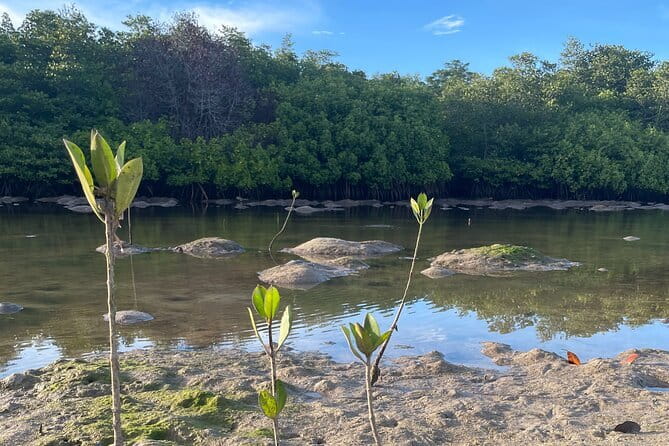 Mangrove Reforestation and Exploration around the Nusa Islands - Canoe or boat through the mangrove forest: seeing what you helped