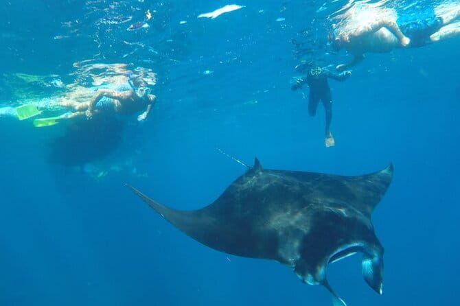 Manta Point Snorkeling & West Nusa Penida Island Day Tour - Stop 2: Gamat Bay—Coral, Colorful Fish, and Turtles as a Bonus