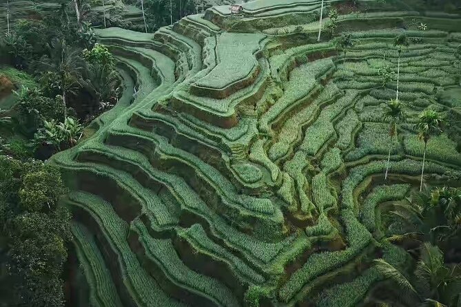 Monkey Forest, Holy Water Temple & Hot Springs Tours - Stop 2: Tegalalang Rice Terrace (irrigation you can actually picture)