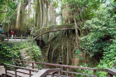 Monkey Forest Ubud Half day Tour - Tegalalang Rice Terrace: iconic views, faster timeframes, and best-shot photo strategy