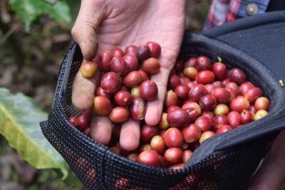Mount Batur Sunrise Trekking Open Trip All-Inclusive - Coffee plantation tasting: why it’s more than a quick stop