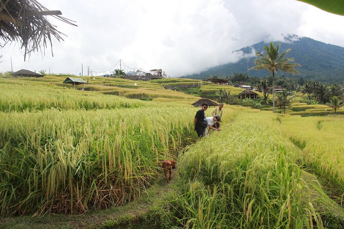 Munduk Private Customized Highlights Tour - Key Highlights You’ll Actually Care About