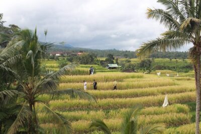 Munduk Private Customized Highlights Tour - A Truly Private Day With Guide Koman (and His Photo Skills)
