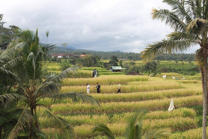 Munduk Private Customized Highlights Tour - A Truly Private Day With Guide Koman (and His Photo Skills)