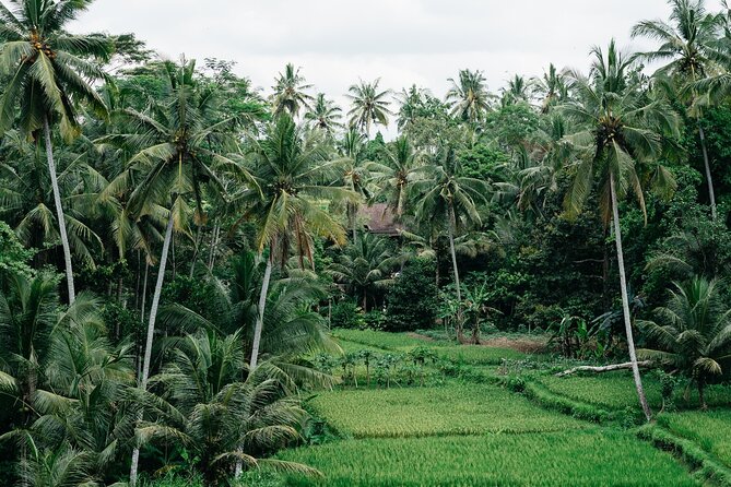 Munduk: Tamblingan jungle trek, waterfall, Ulun Danu temple - From Ubud at 8:00: ride time you should plan for