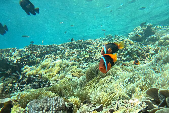 No:#1. Penida Island Tour And Snorkeling With Manta - Small-group feel and how the day likely flows