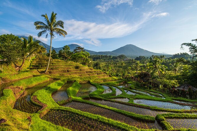 Northern Bali Tour - Private Full Day Tour - All Inclusive - Coffee plantation tasting, then Bedugul and Ulun Danu Beratan
