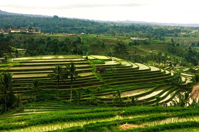 Nungnung Waterfall,Jatiluwih Heritage UNESCO and Bedugul Tour - Stop 1: Nungnung Waterfall and the Best Reason to Start Early