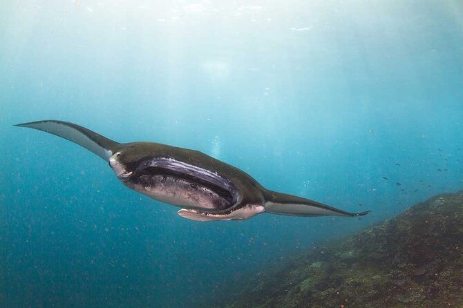 Nusa Penida 3 Fun Dives Boat Trip (For Certified Divers) - Key things to know before you go