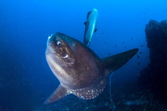 Nusa Penida 3 Fun Dives Boat Trip (For Certified Divers) - Why Nusa Penida works so well for a 3-tank scuba day