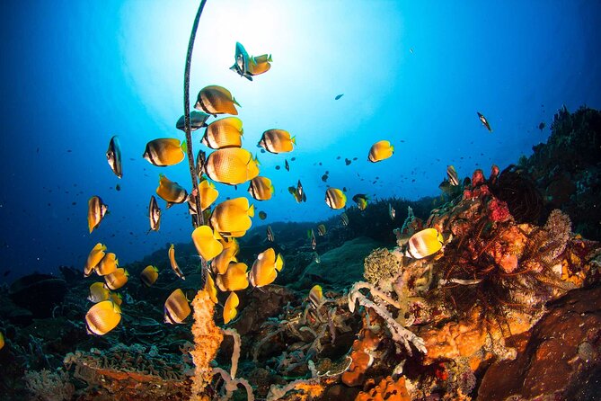 Nusa Penida 3 Fun Dives Boat Trip (For Certified Divers) - After lunch: the third reef stop when conditions line up