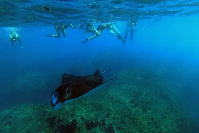 Nusa Penida 4 Spot Snorkeling with Manta and Island Tour - Key things I’d zero in on before you book