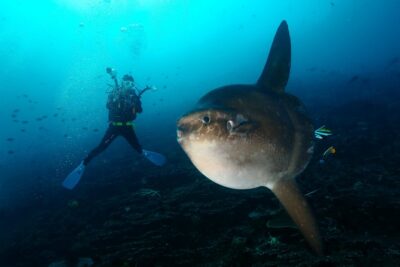 Nusa Penida Day Trip for 3 dives - Three tank sessions: what drift-style actually means for you