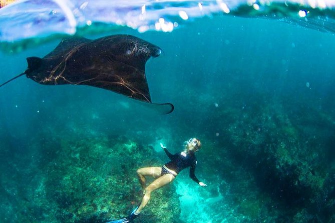 Nusa Penida Snorkeling & Kelingking Tour - Key highlights worth your attention