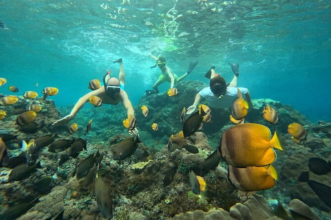 Nusa Penida : Snorkeling Trip Manta Point, Gamat Bay and Wall Bay - Gamat Bay: Reef time when the mantas steal the show