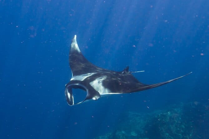 Nusa Penida : Snorkeling Trip Manta Point, Gamat Bay and Wall Bay - Who should book this snorkeling tour