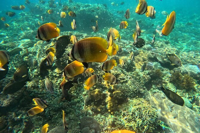 Nusa Penida : Snorkeling Trip Manta Point, Gamat Bay and Wall Bay - The best mindset: luck helps, planning matters