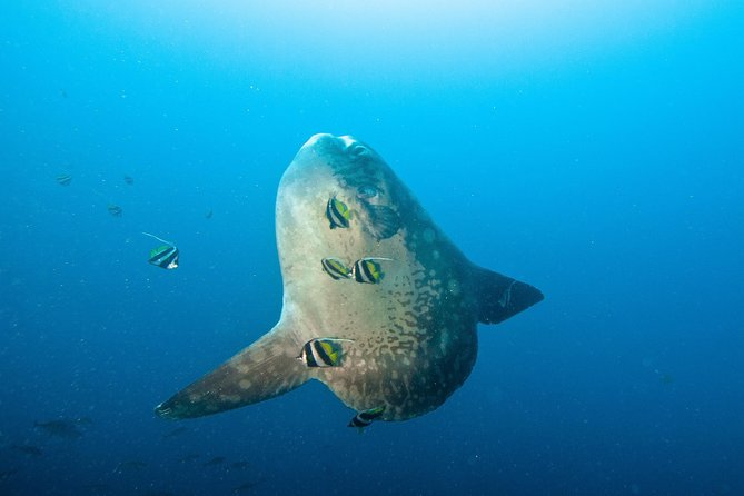 Nusa Penida Three Dives Trip for Certified Divers - Key Highlights I’d Prioritize